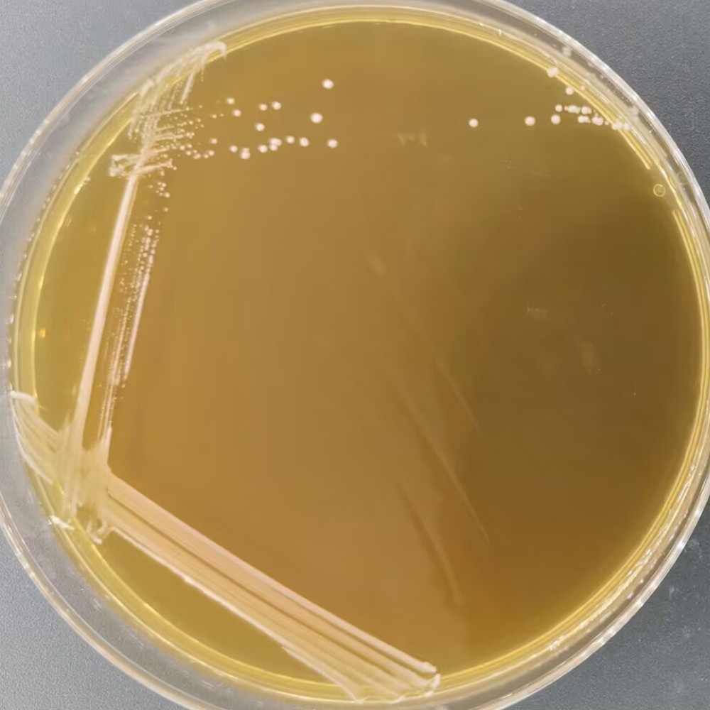 Lactobacillus delbrueckii subsp. bulgaricus-BNCC