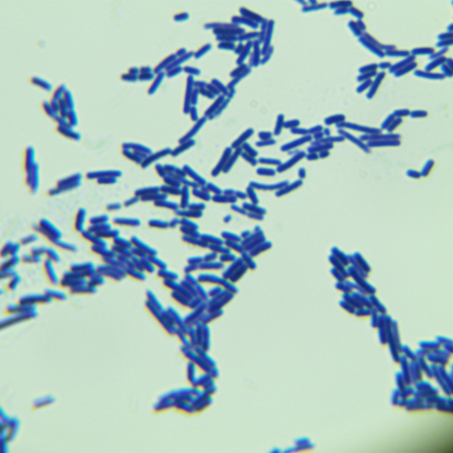 Lactobacillus delbrueckii subsp. bulgaricus-BNCC