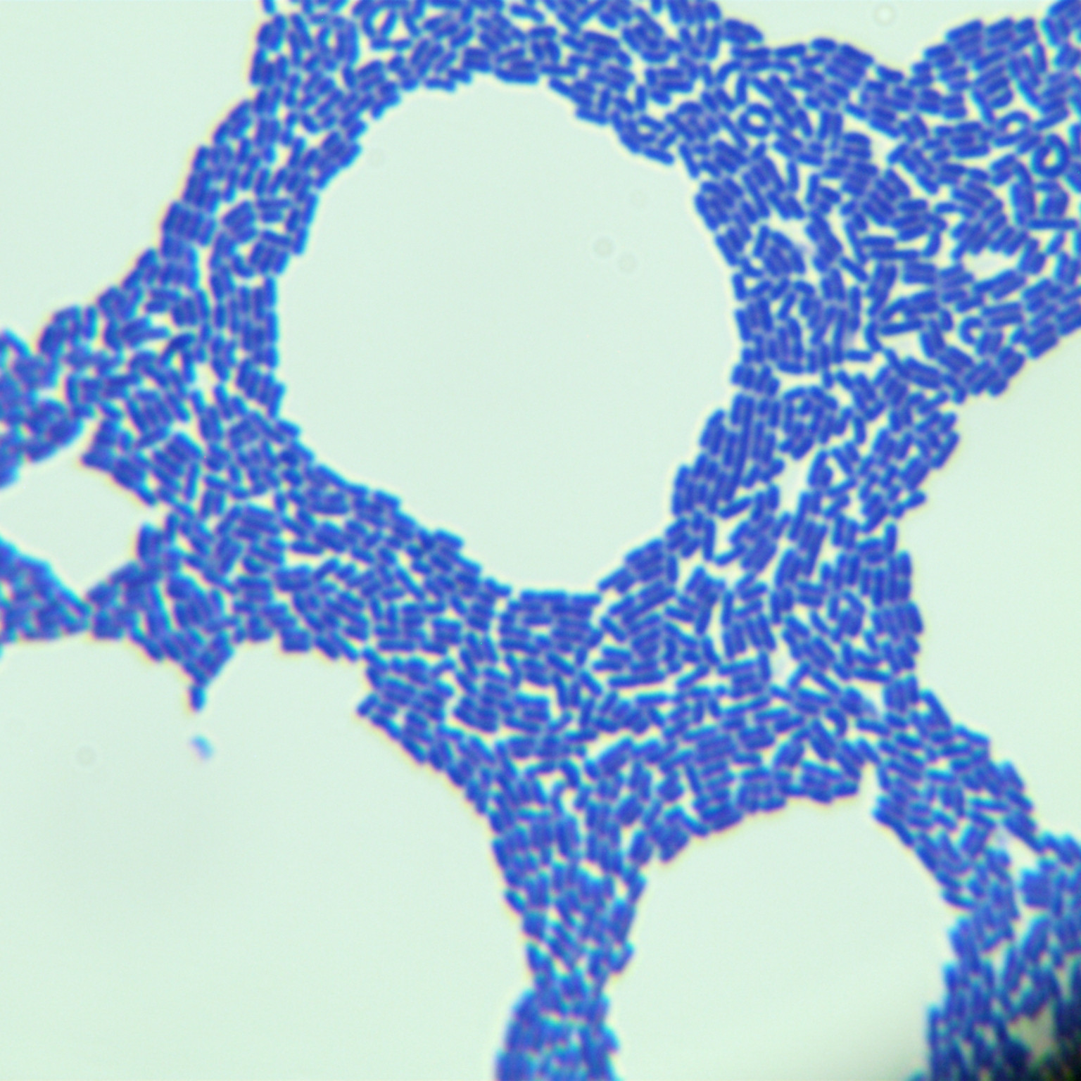 Lactobacillus casei-BNCC