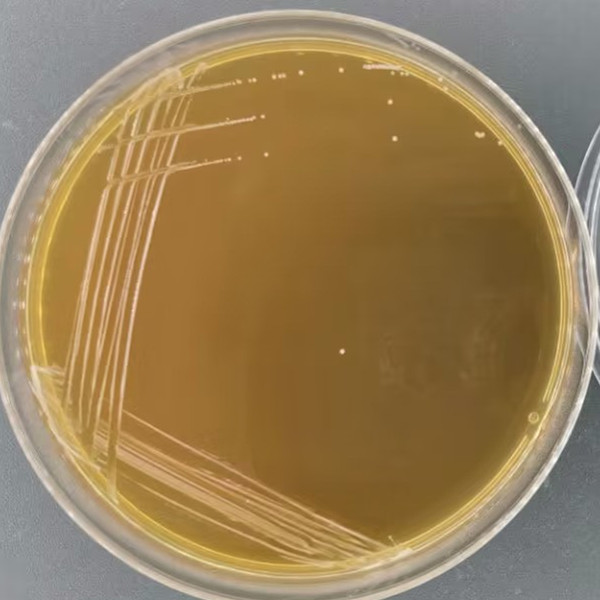 Lactobacillus casei-BNCC