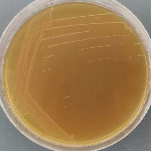 Durable Enterococcus-BNCC