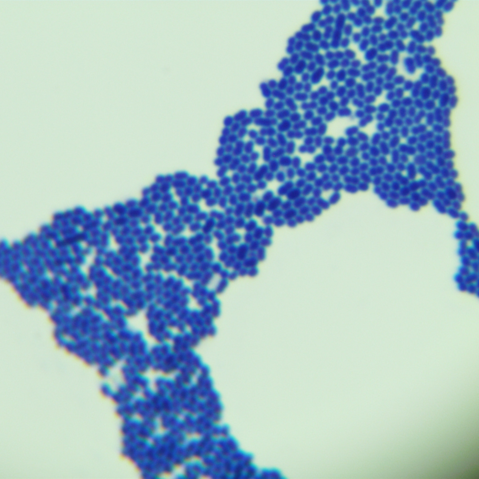 Durable Enterococcus-BNCC