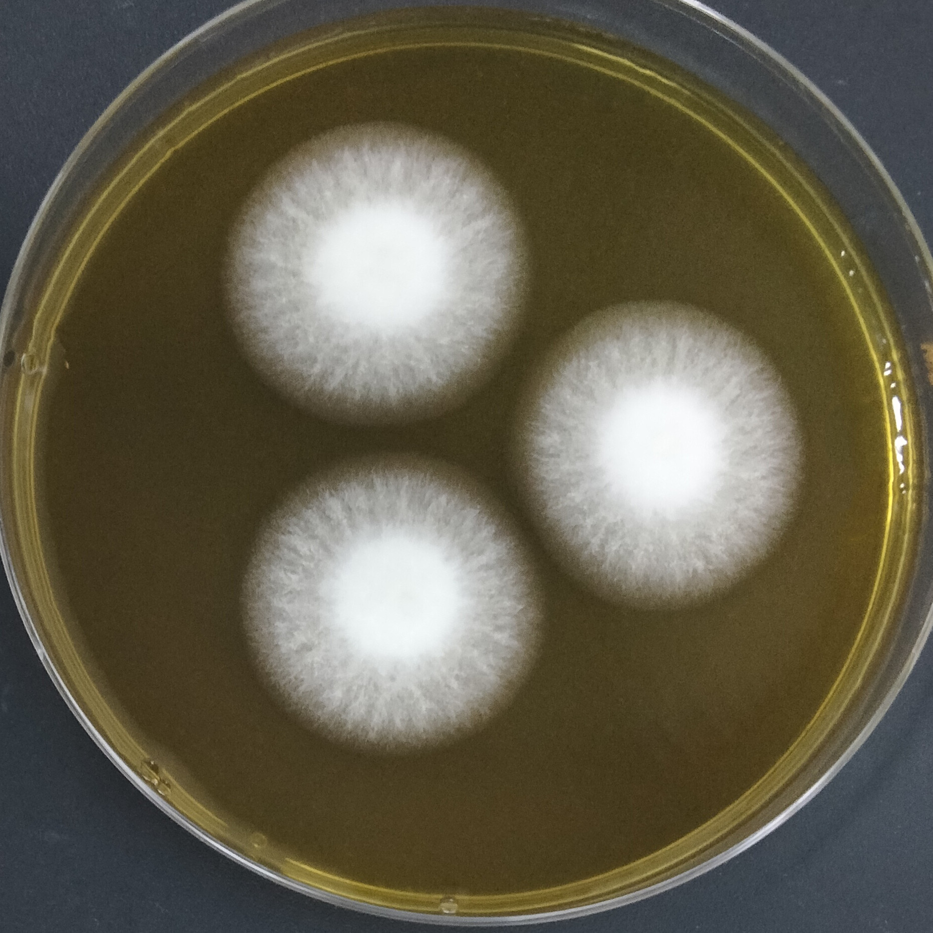 Aspergillus oryzae-BNCC