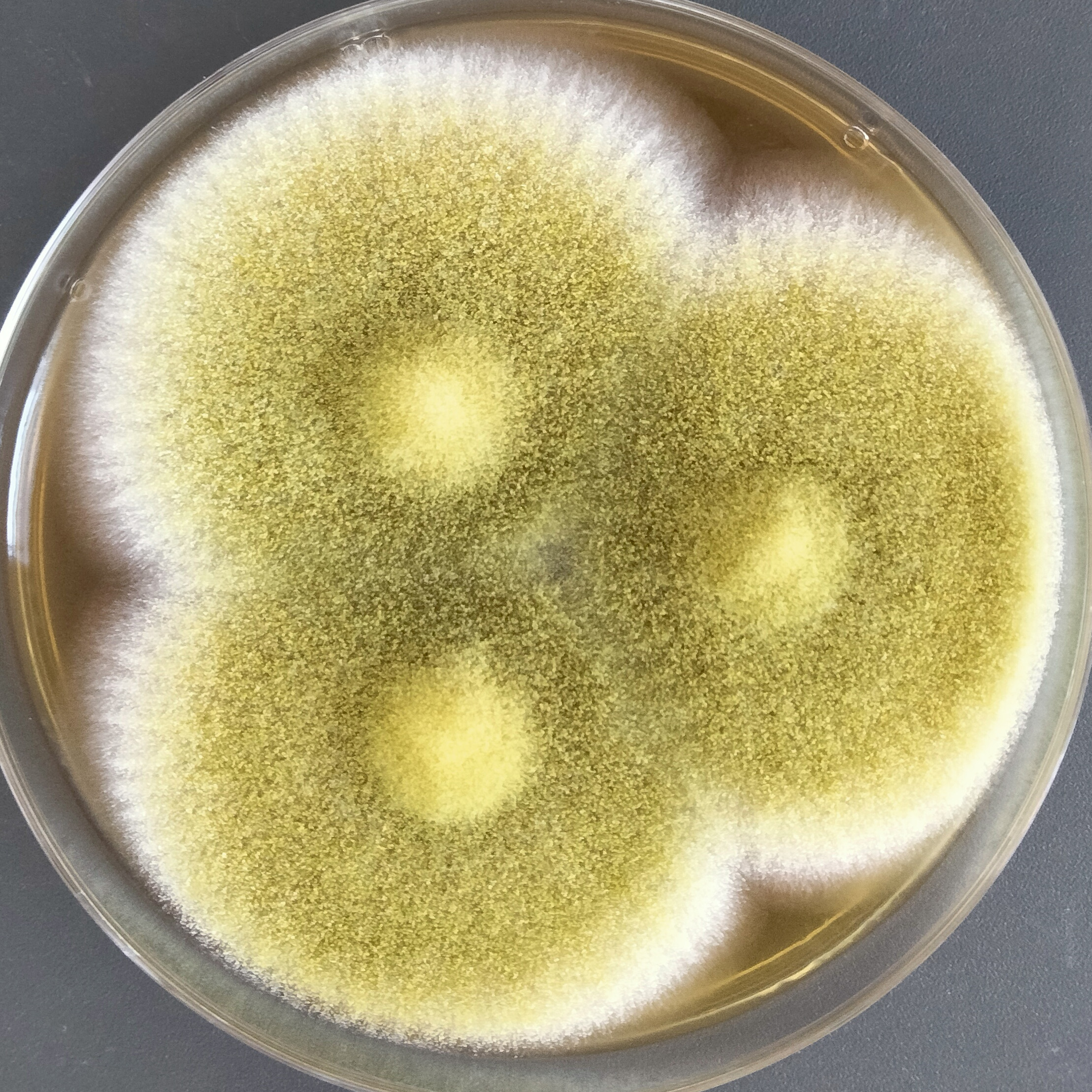 Aspergillus oryzae-BNCC