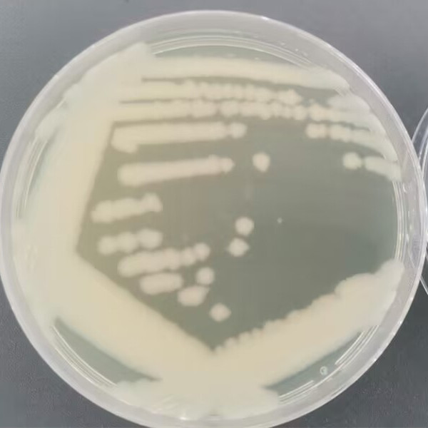 Bacillus subtilis-BNCC