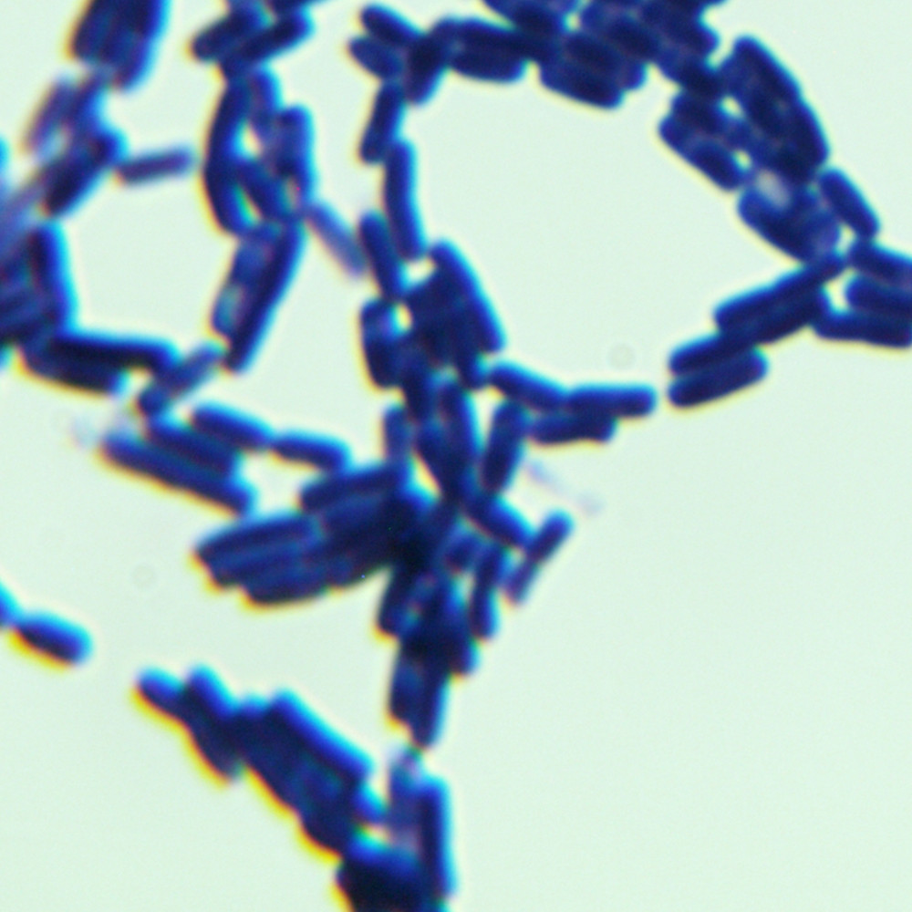 Bacillus subtilis-BNCC