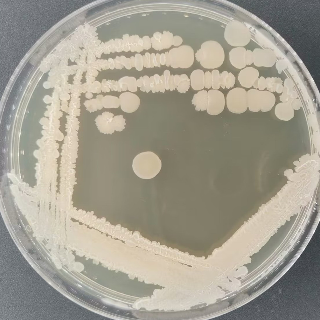 Bacillus licheniformis-BNCC