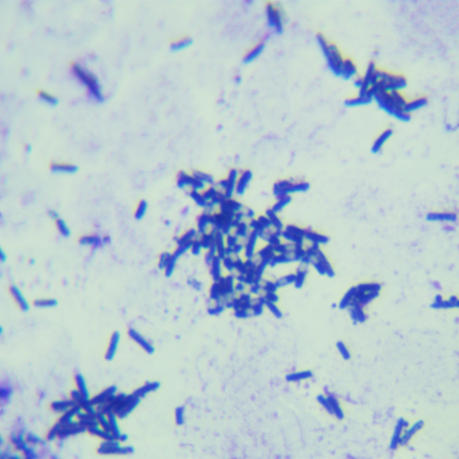 Bacillus licheniformis-BNCC