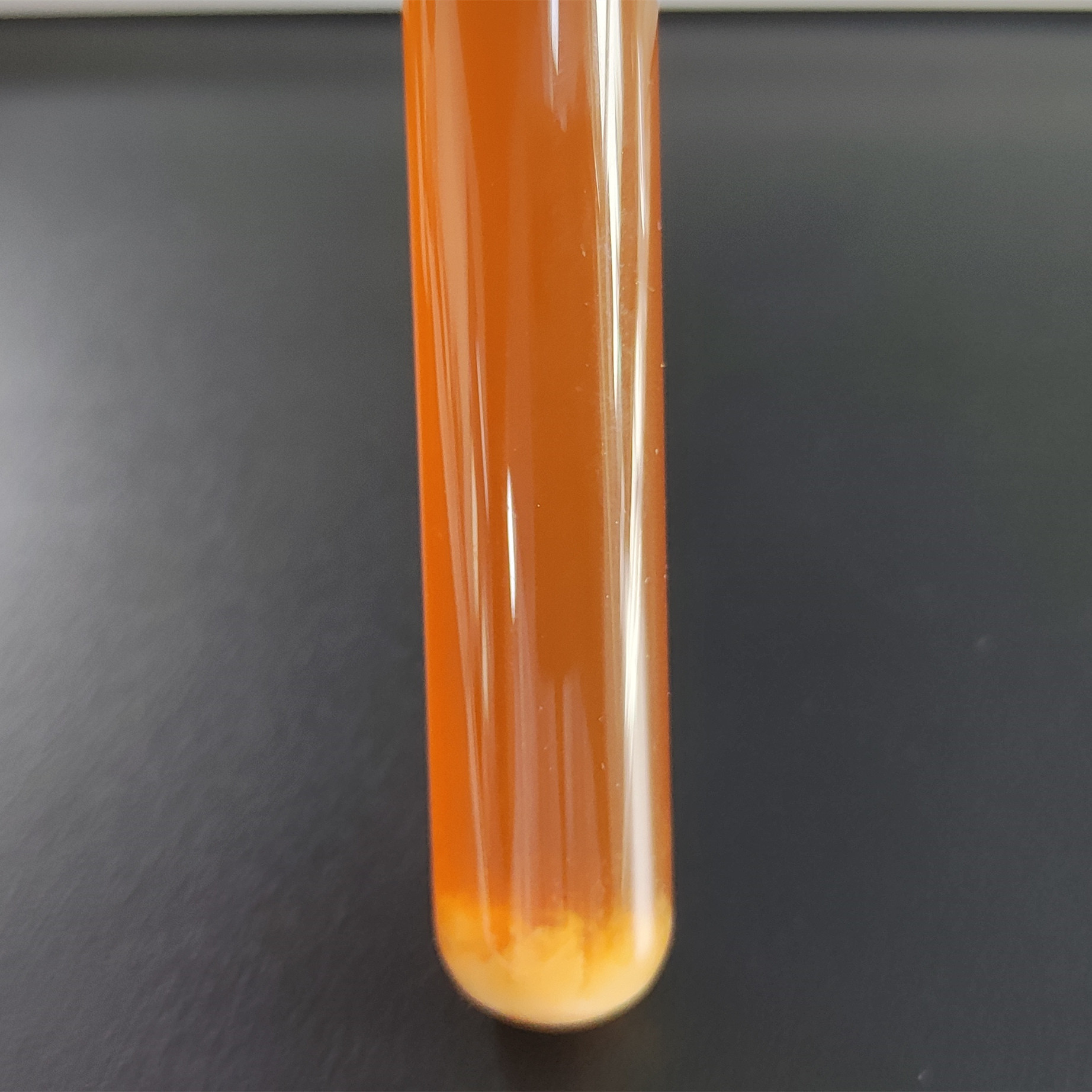 Intestinal membrane bead fungus milk fat subspecies-BNCC