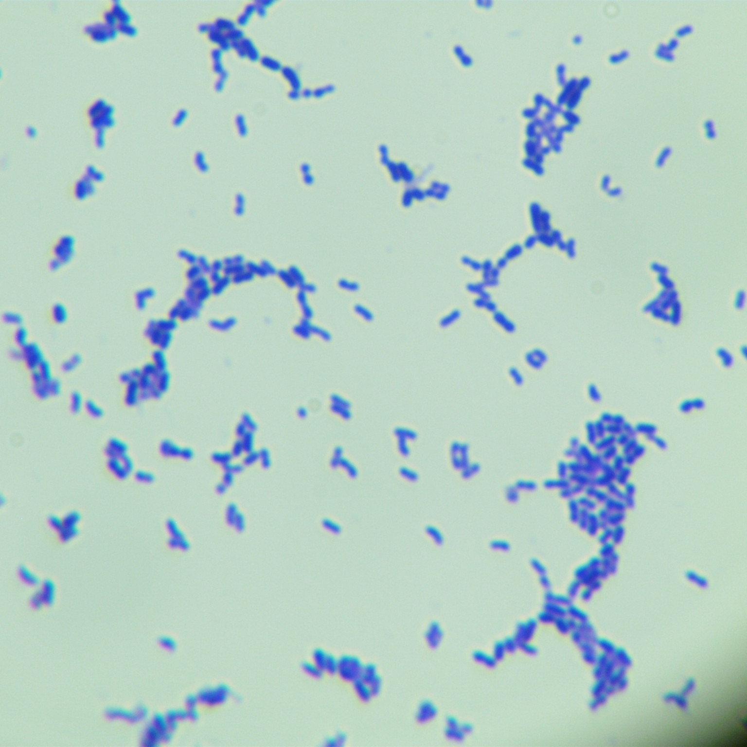 Leuconostoc reinhardtii subsp. reinhardtii-BNCC