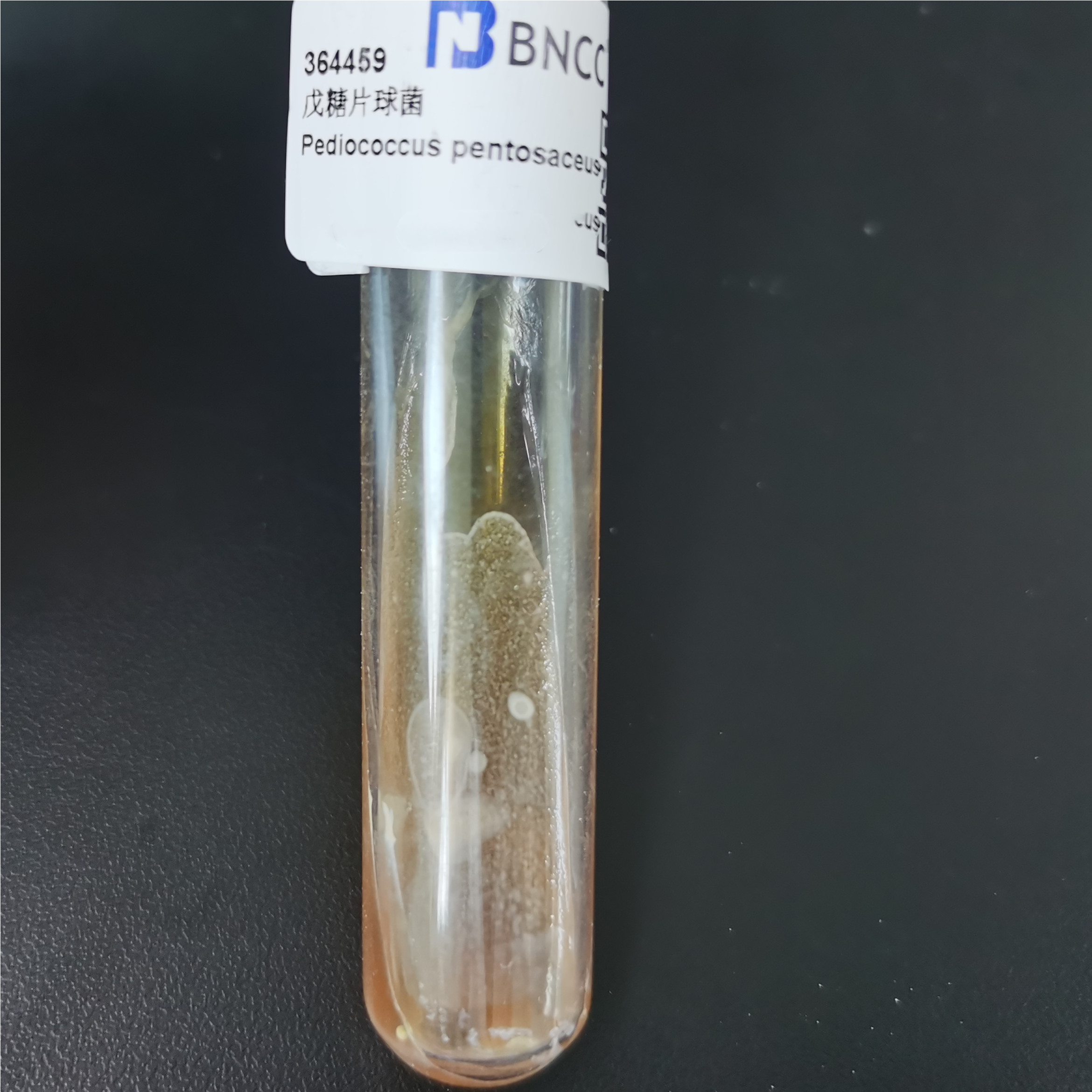 Streptococcus pentosus-BNCC