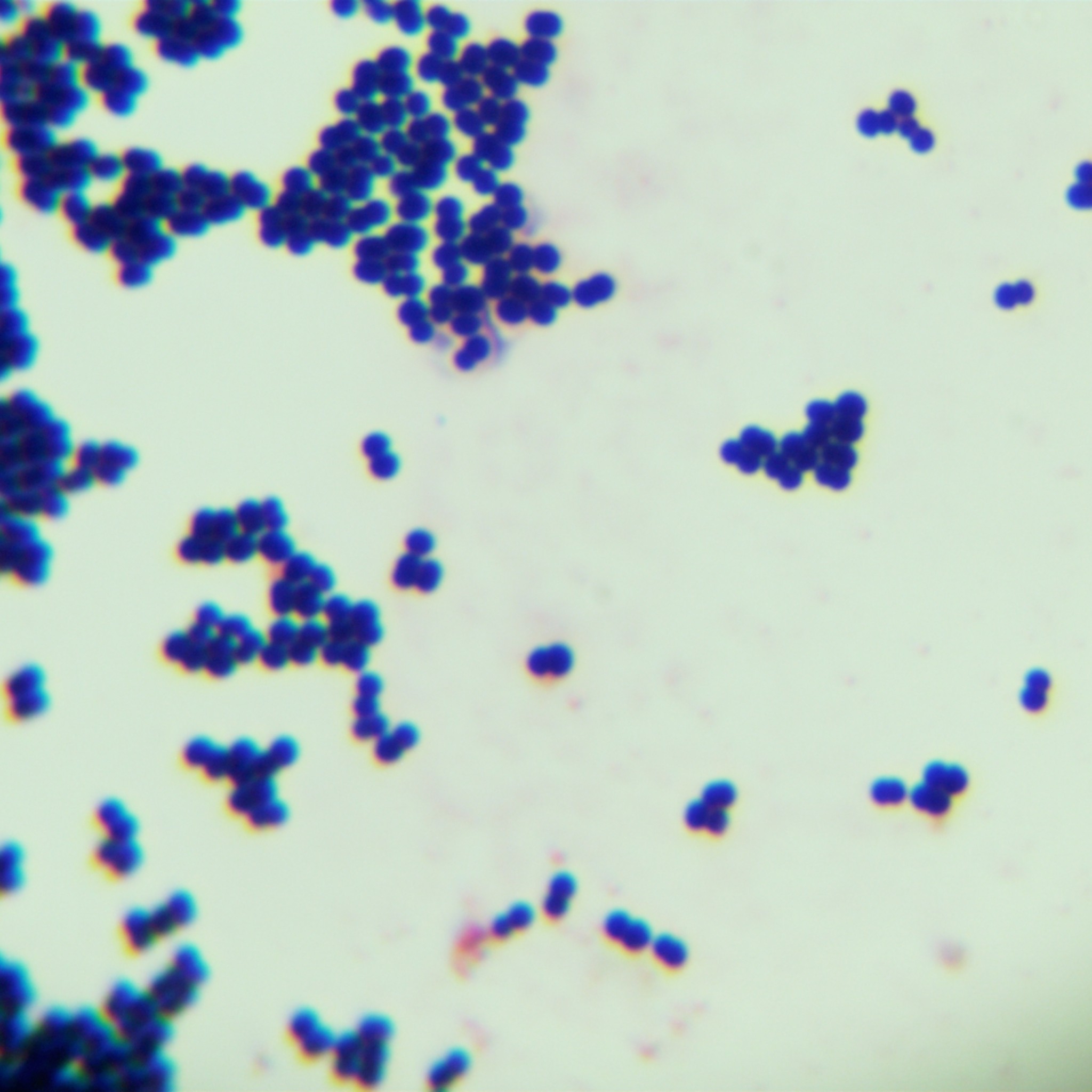 Streptococcus pentosus-BNCC