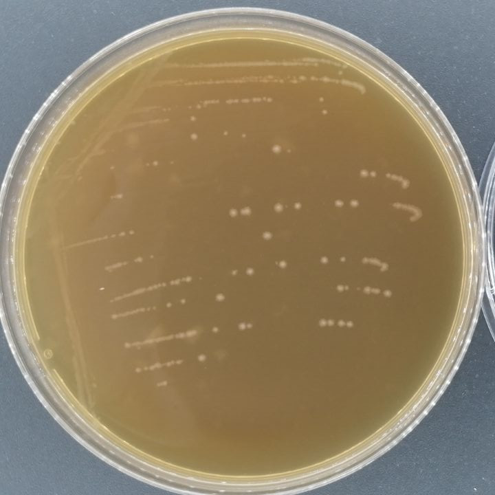 Swiss Lactobacillus-BNCC