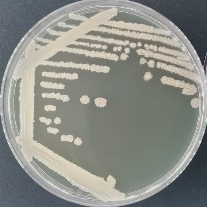 Bacillus licheniformis-BNCC
