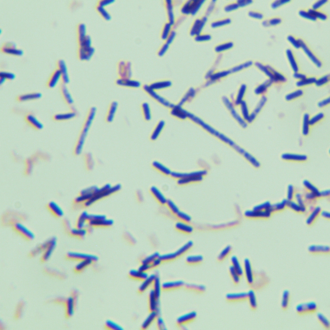 Bacillus licheniformis-BNCC