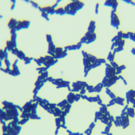 Bacillus licheniformis-BNCC