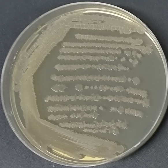 Bacillus licheniformis-BNCC