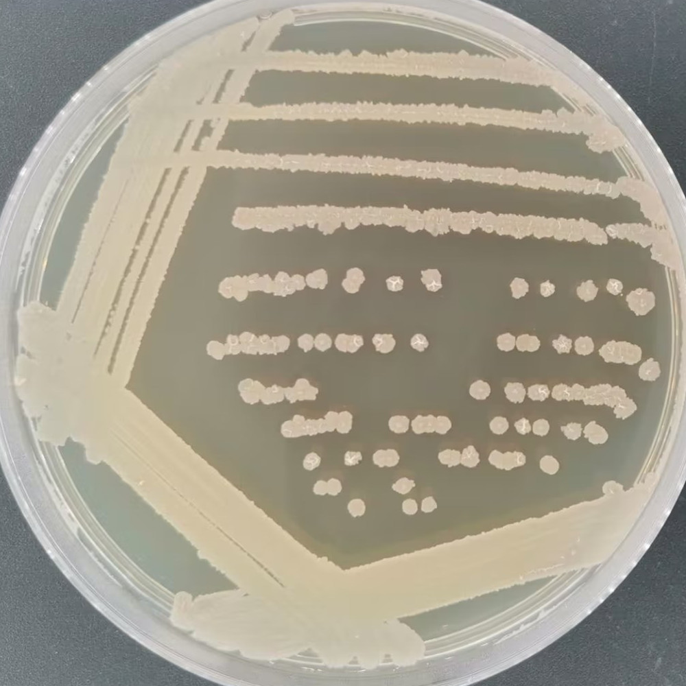 Bacillus licheniformis-BNCC