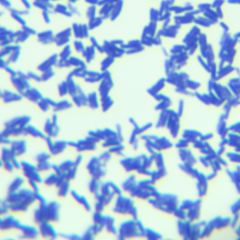 Bacillus licheniformis-BNCC