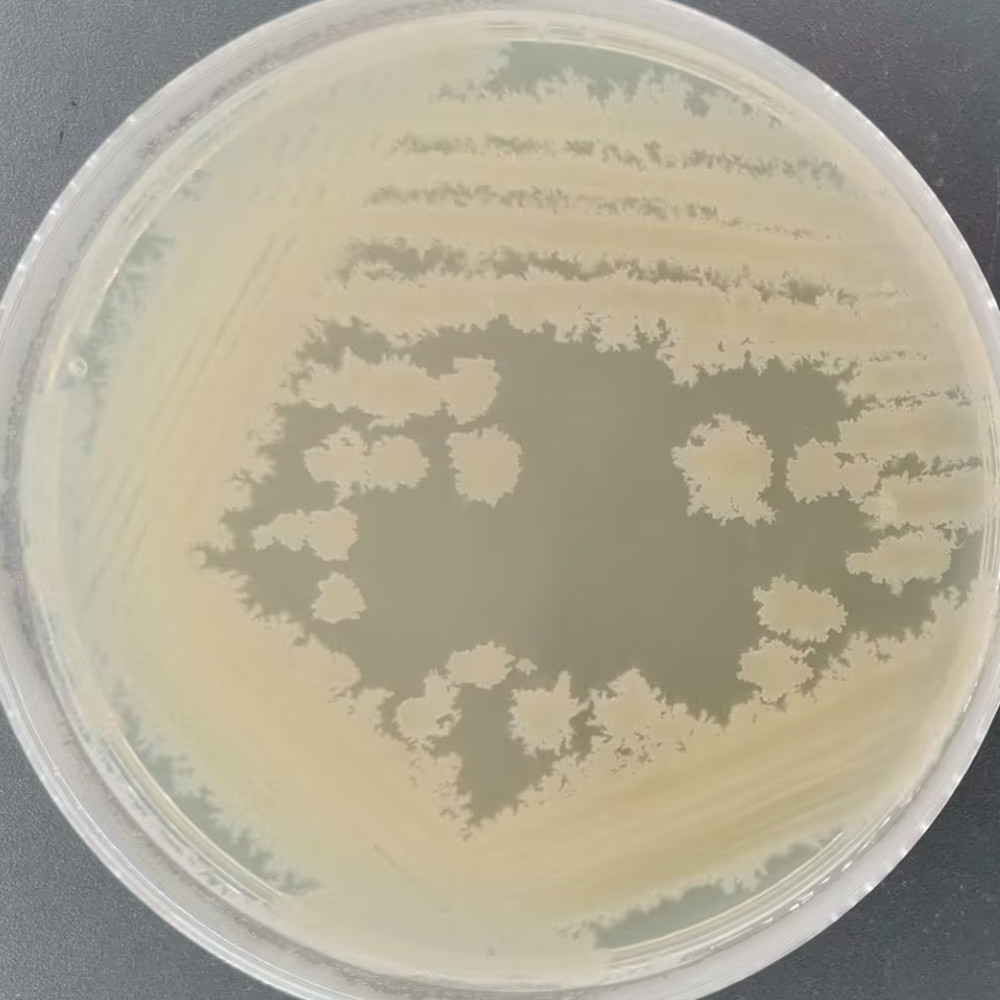 Bacillus licheniformis-BNCC