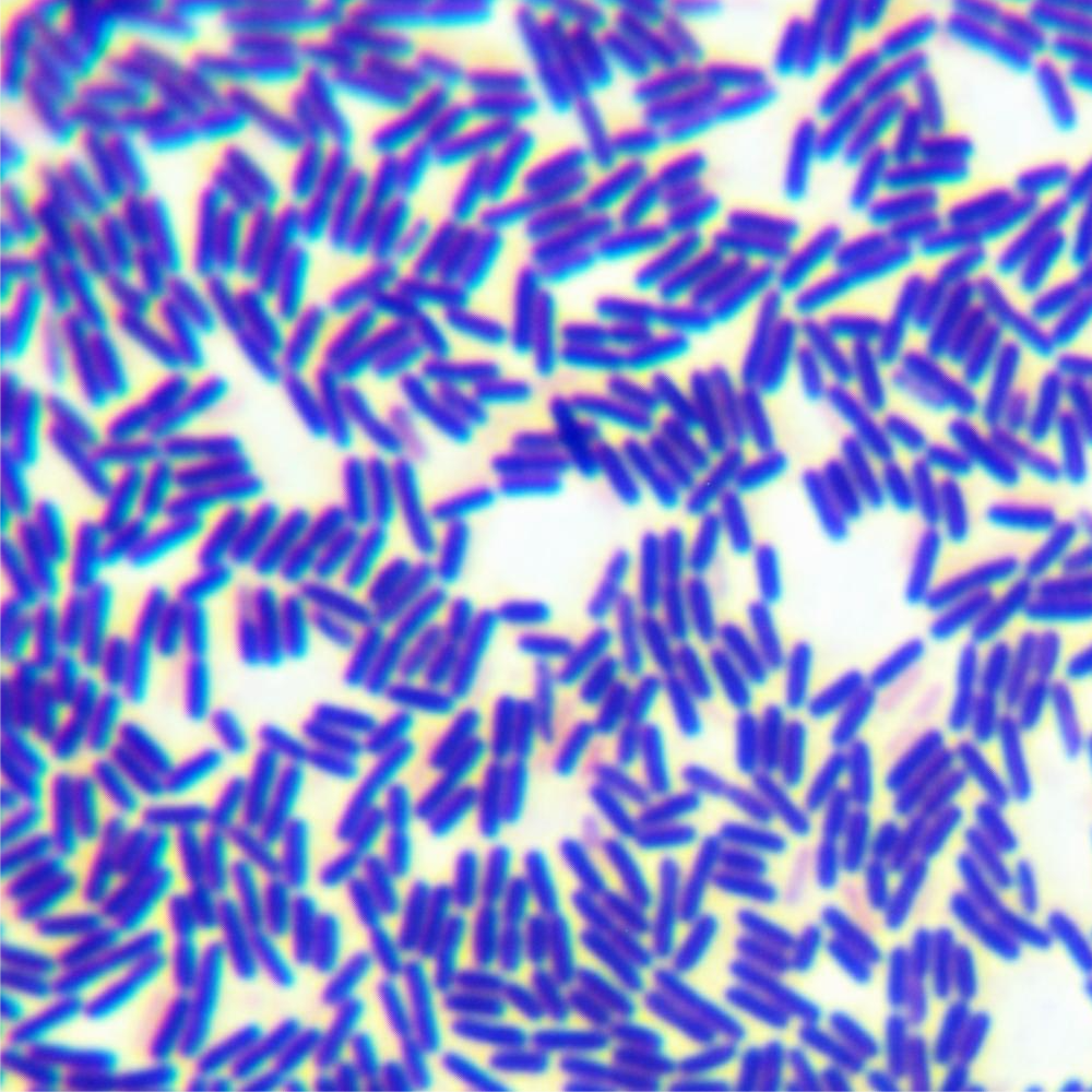 Bacillus licheniformis-BNCC