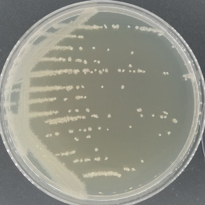 Bacillus licheniformis-BNCC