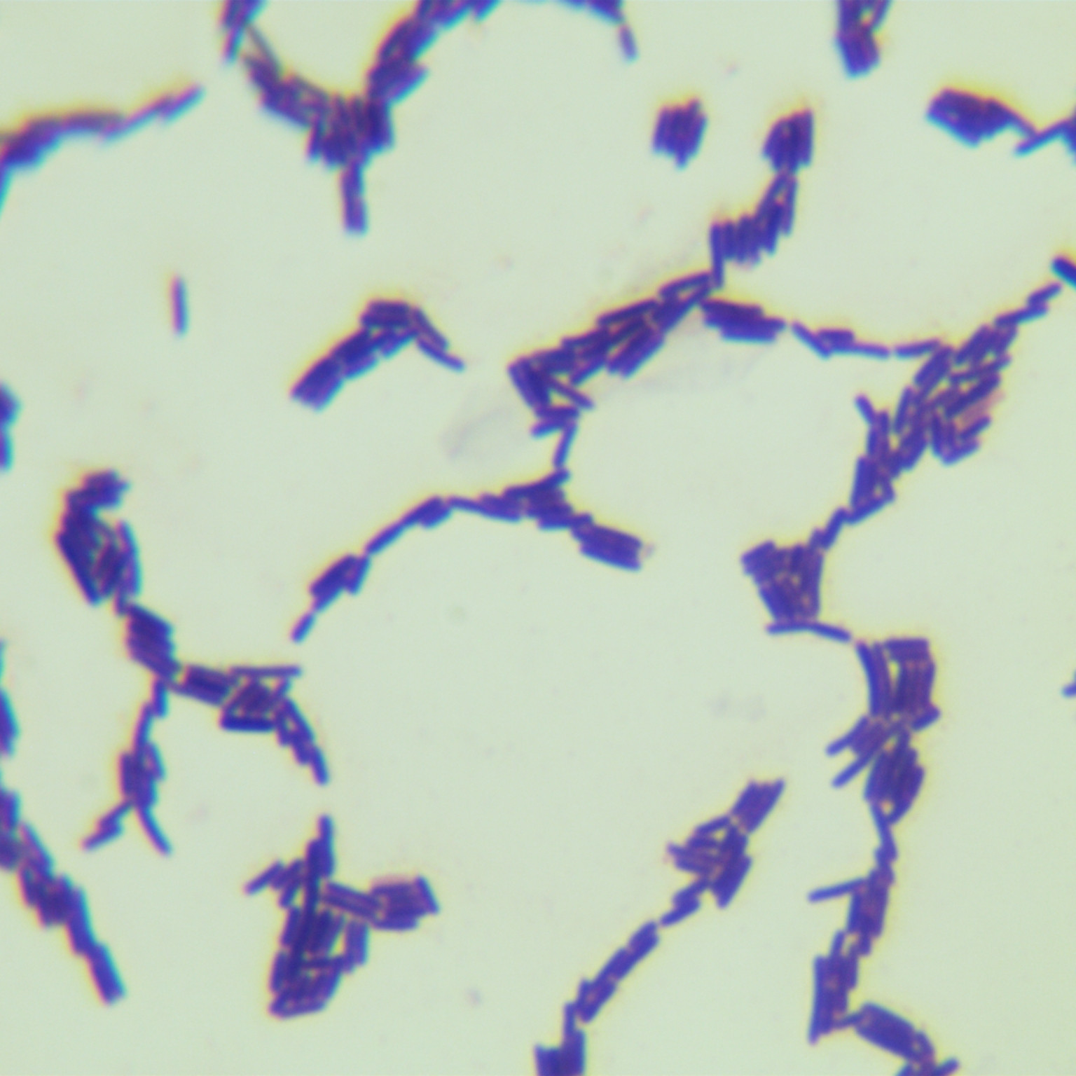 Bacillus licheniformis-BNCC