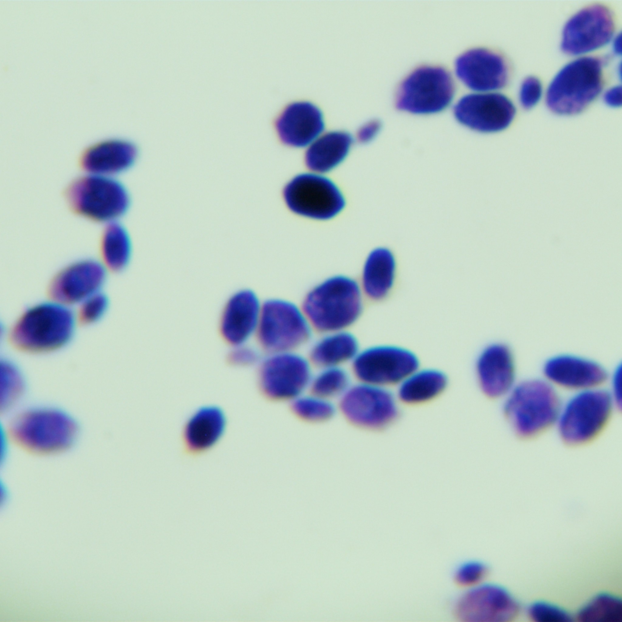 Brewing yeast-BNCC