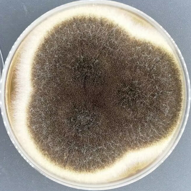 Aspergillus niger-BNCC