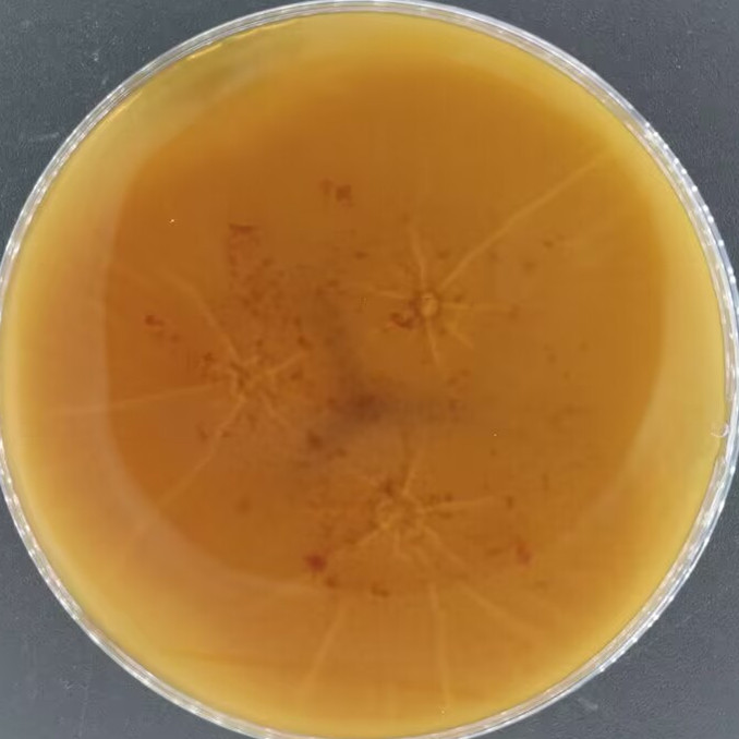 Aspergillus niger-BNCC