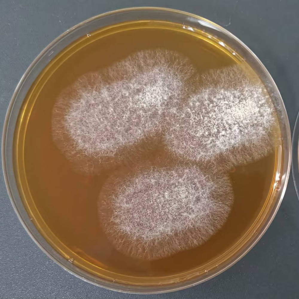 Long branch Trichoderma-BNCC