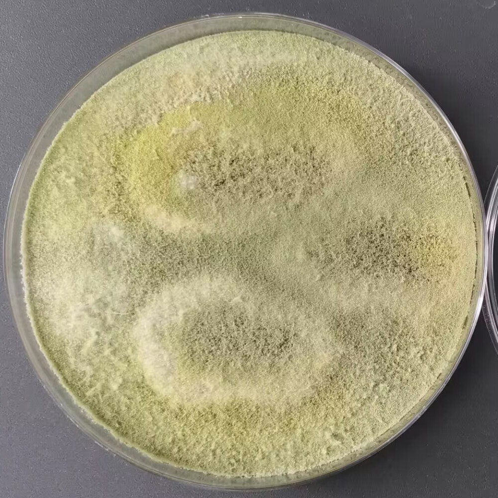 Long branch Trichoderma-BNCC