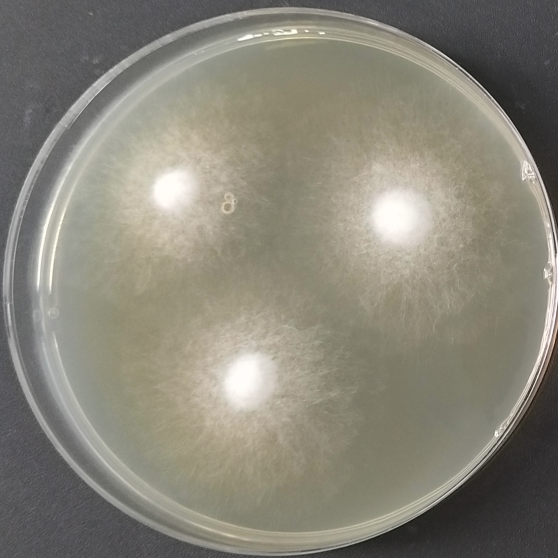 Rhizopus oryzae-BNCC