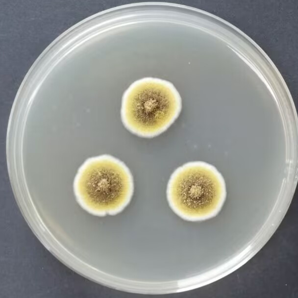 Aspergillus flavus-BNCC