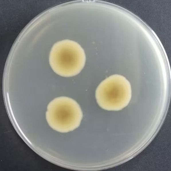 Aspergillus flavus-BNCC