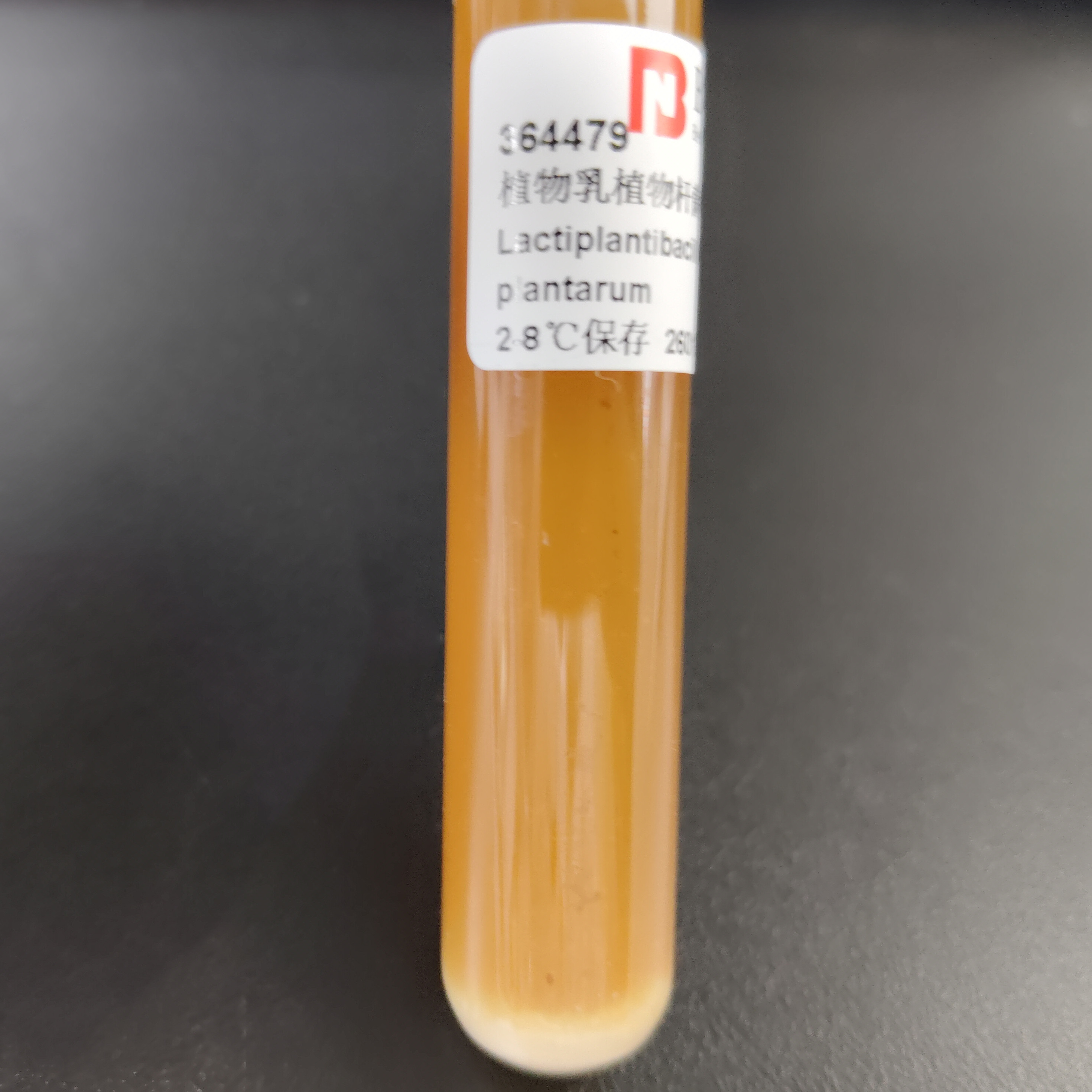 Lactobacillus plantarum-BNCC