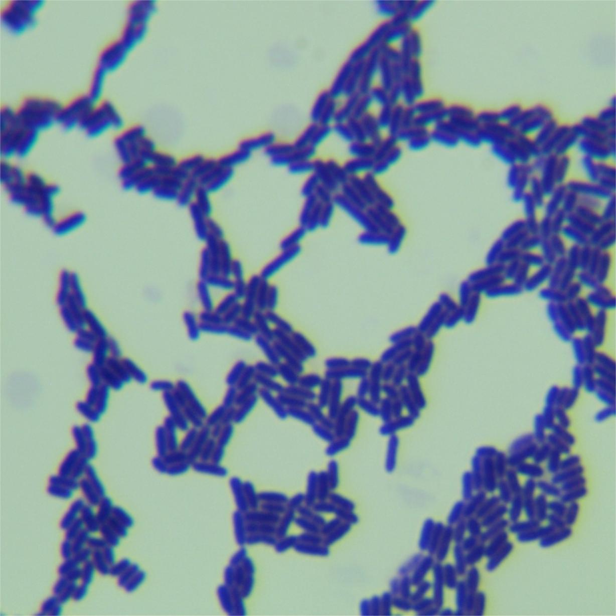 Lactobacillus plantarum-BNCC