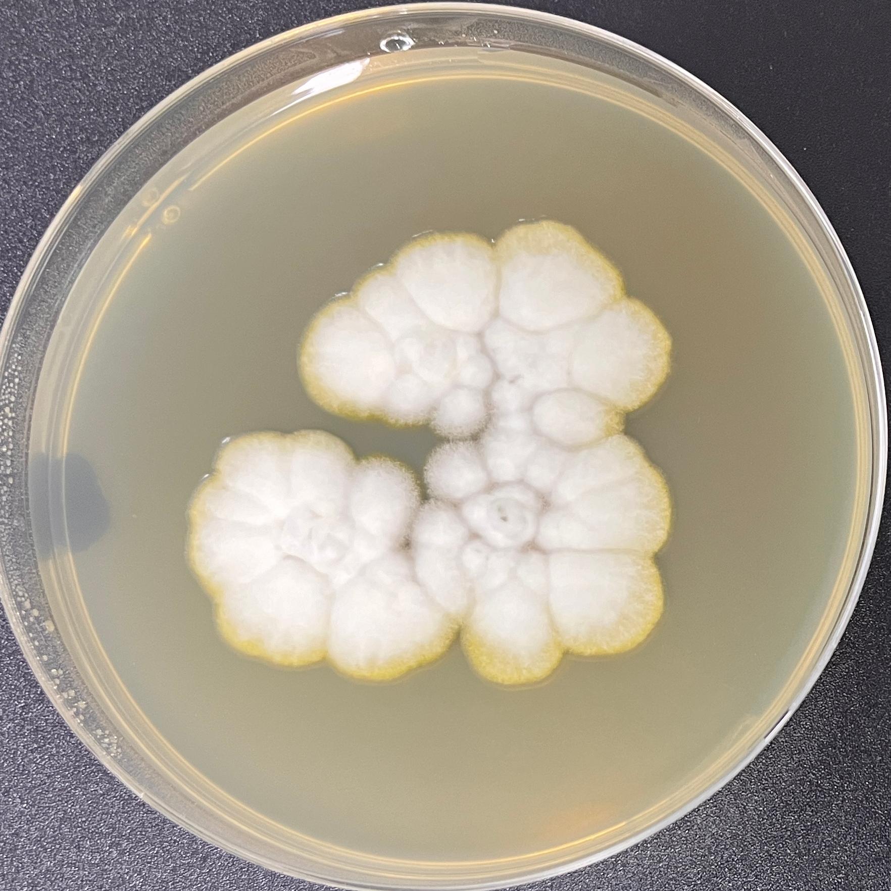 Aspergillus nidulans-BNCC
