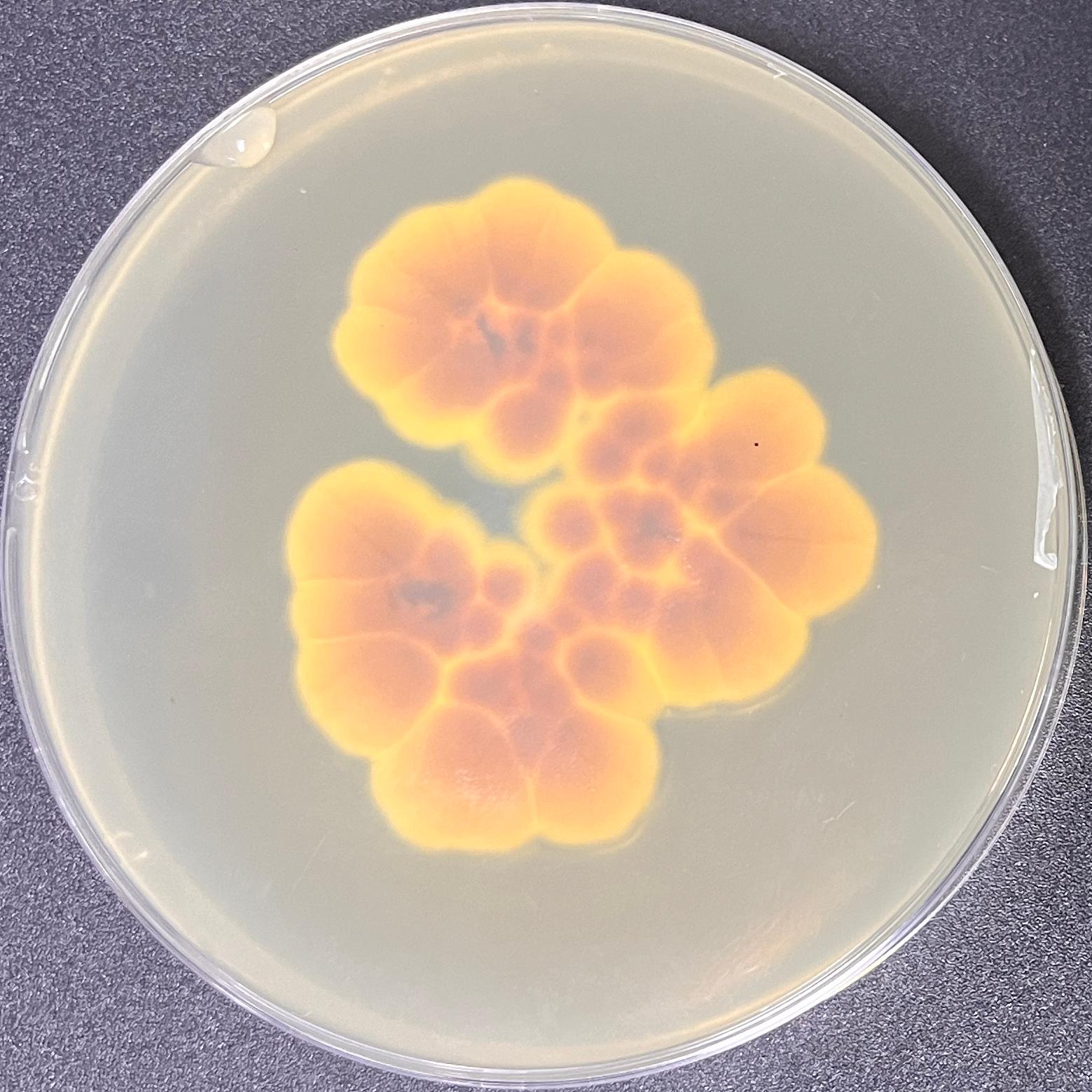 Aspergillus nidulans-BNCC