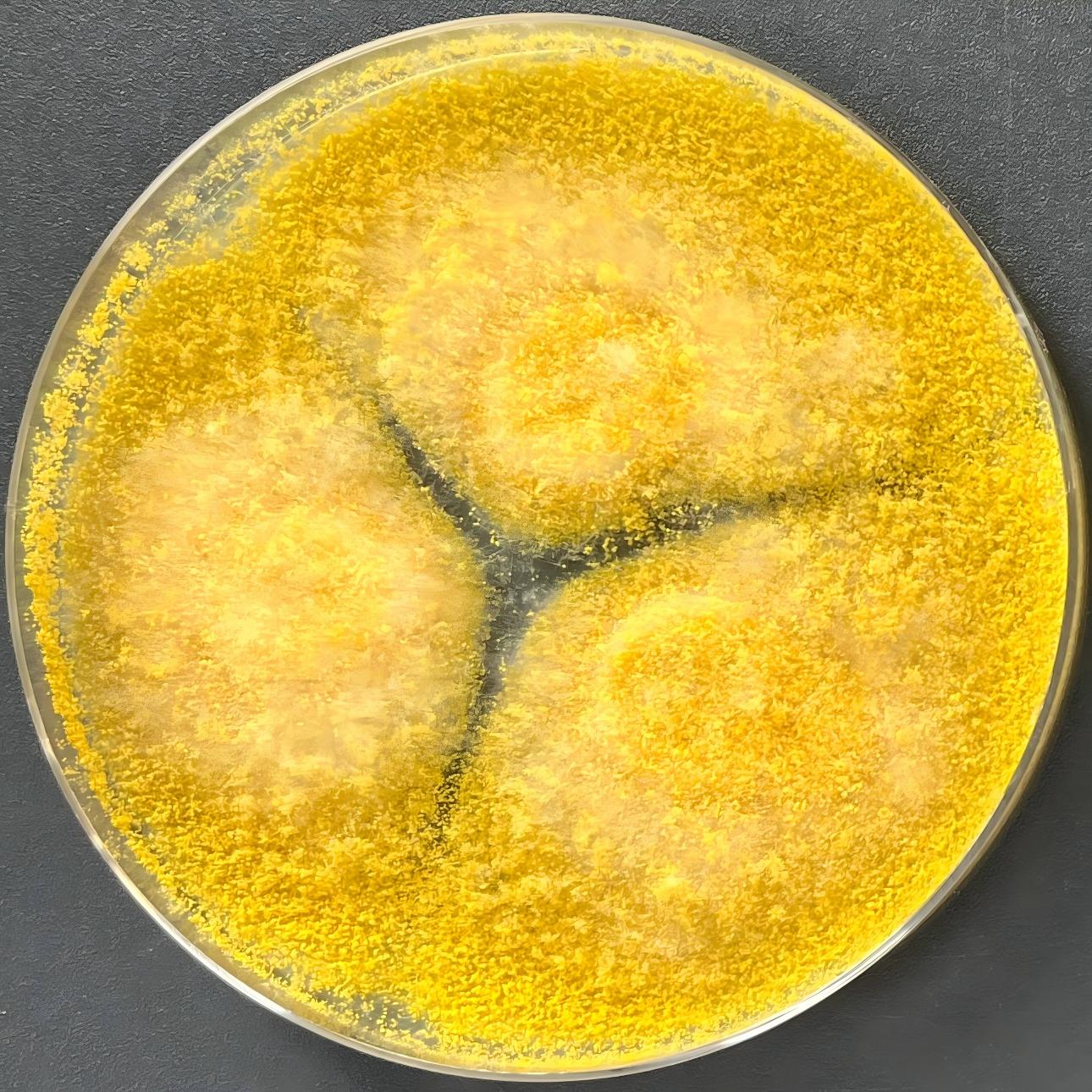 Aspergillus oryzae-BNCC