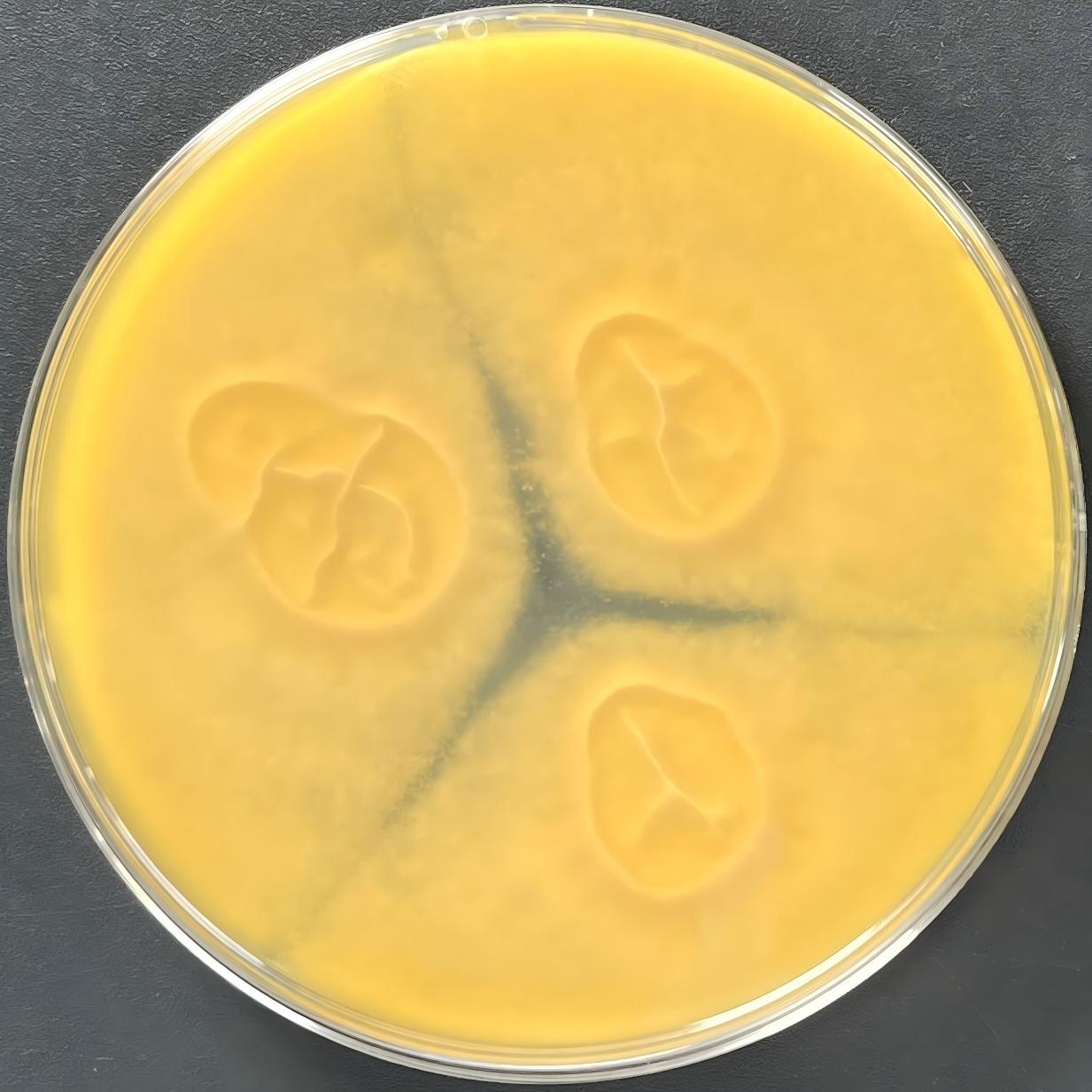 Aspergillus oryzae-BNCC