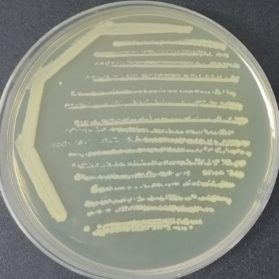 Odorous Pseudomonas DNA standard-BNCC