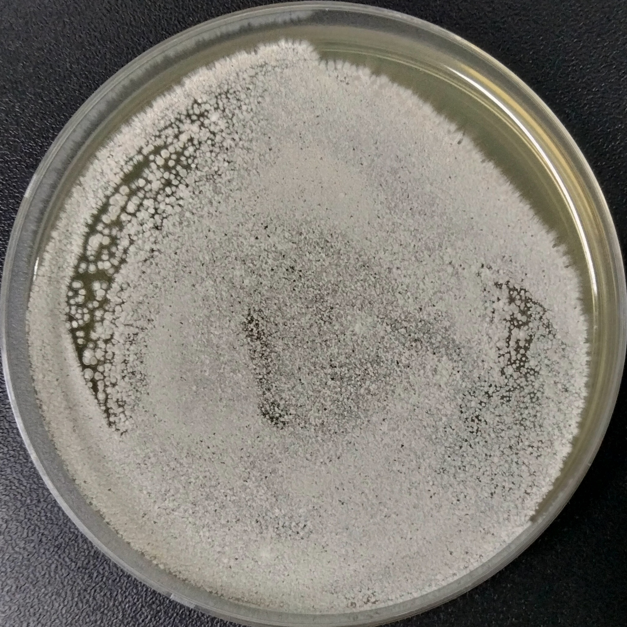 Streptomyces-BNCC