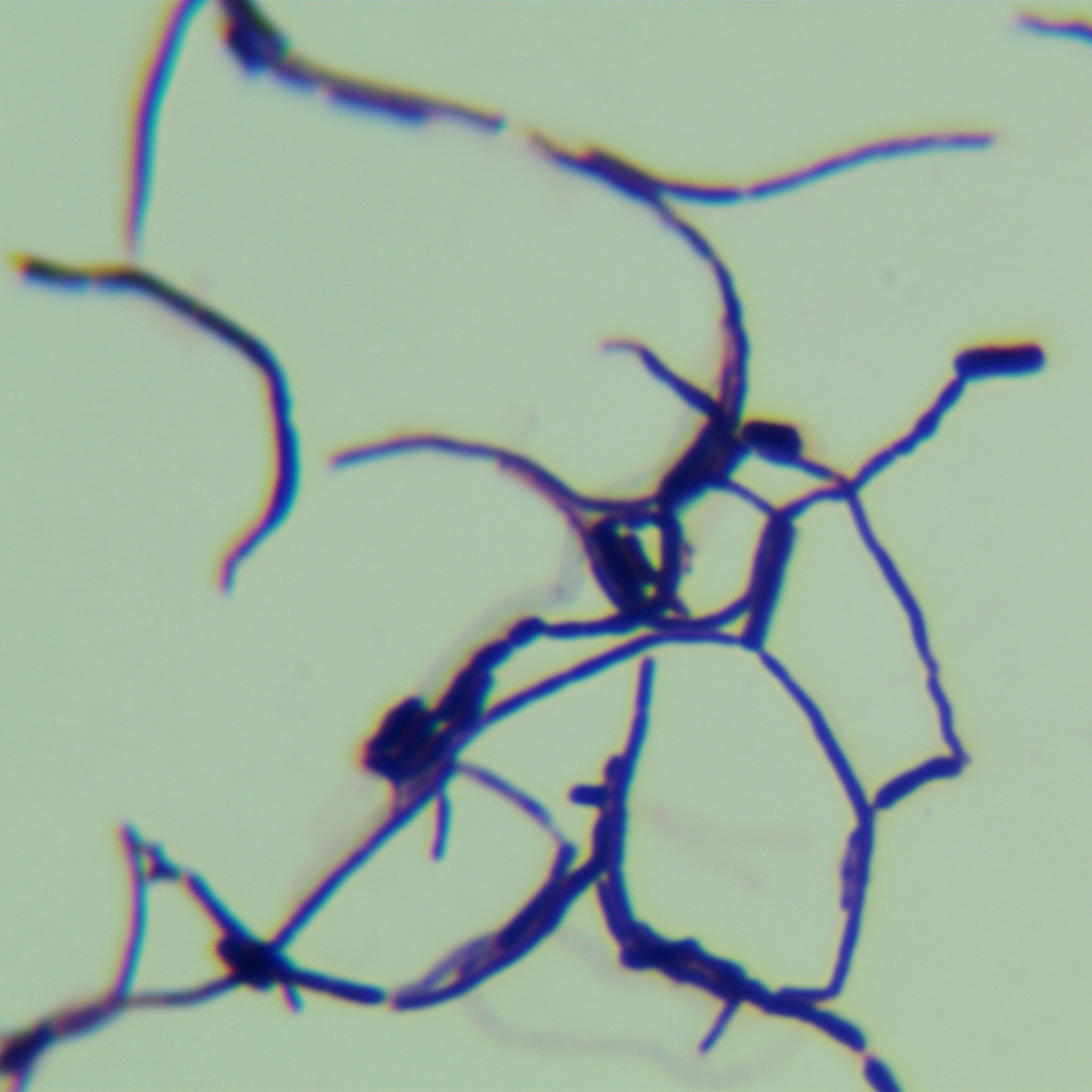 Streptomyces-BNCC