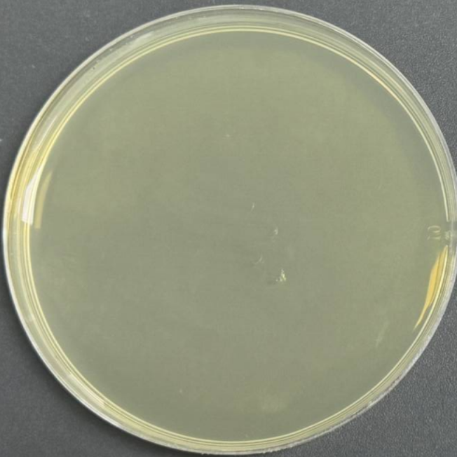 DH5 α chemocompetent cells-BNCC