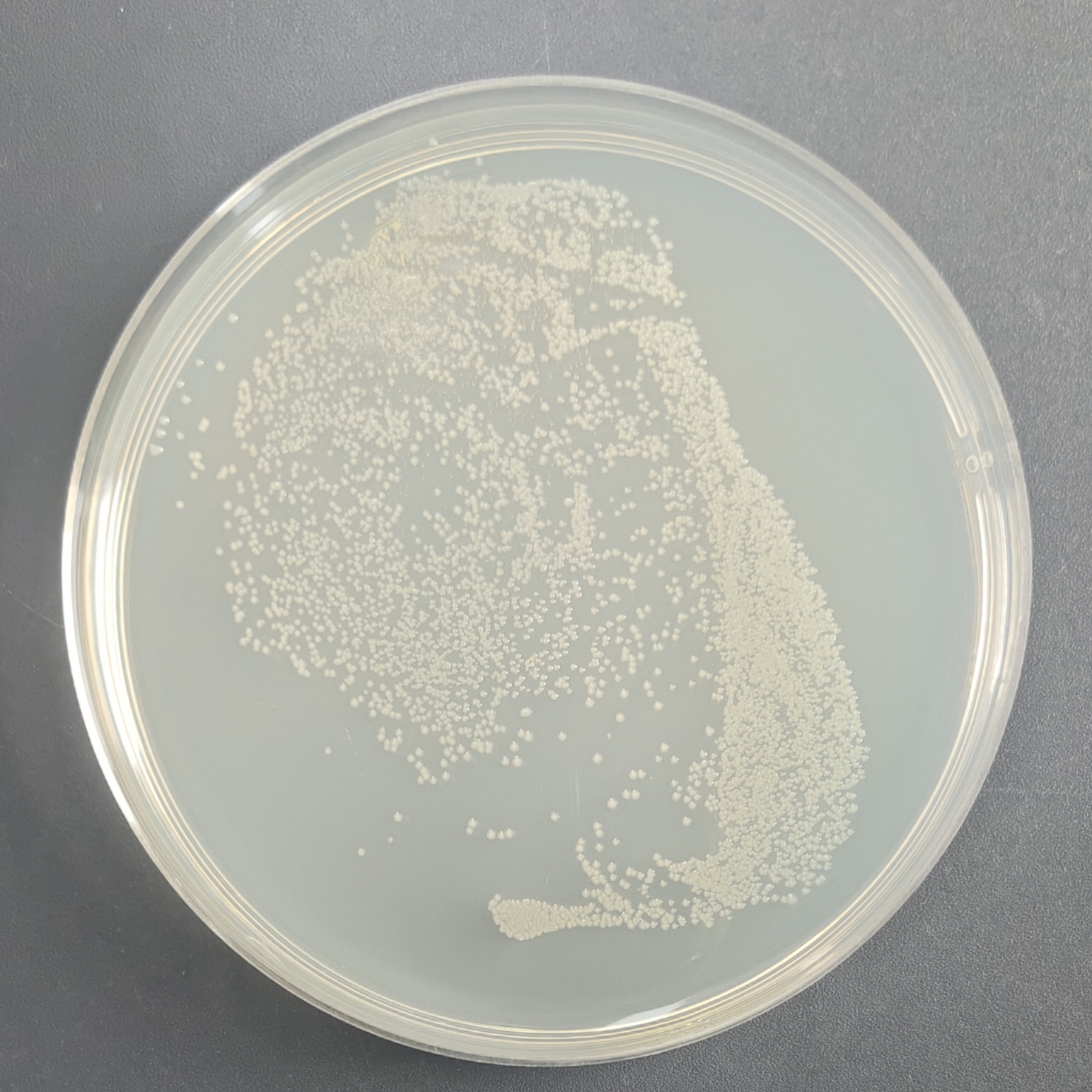 DH5 α chemocompetent cells-BNCC