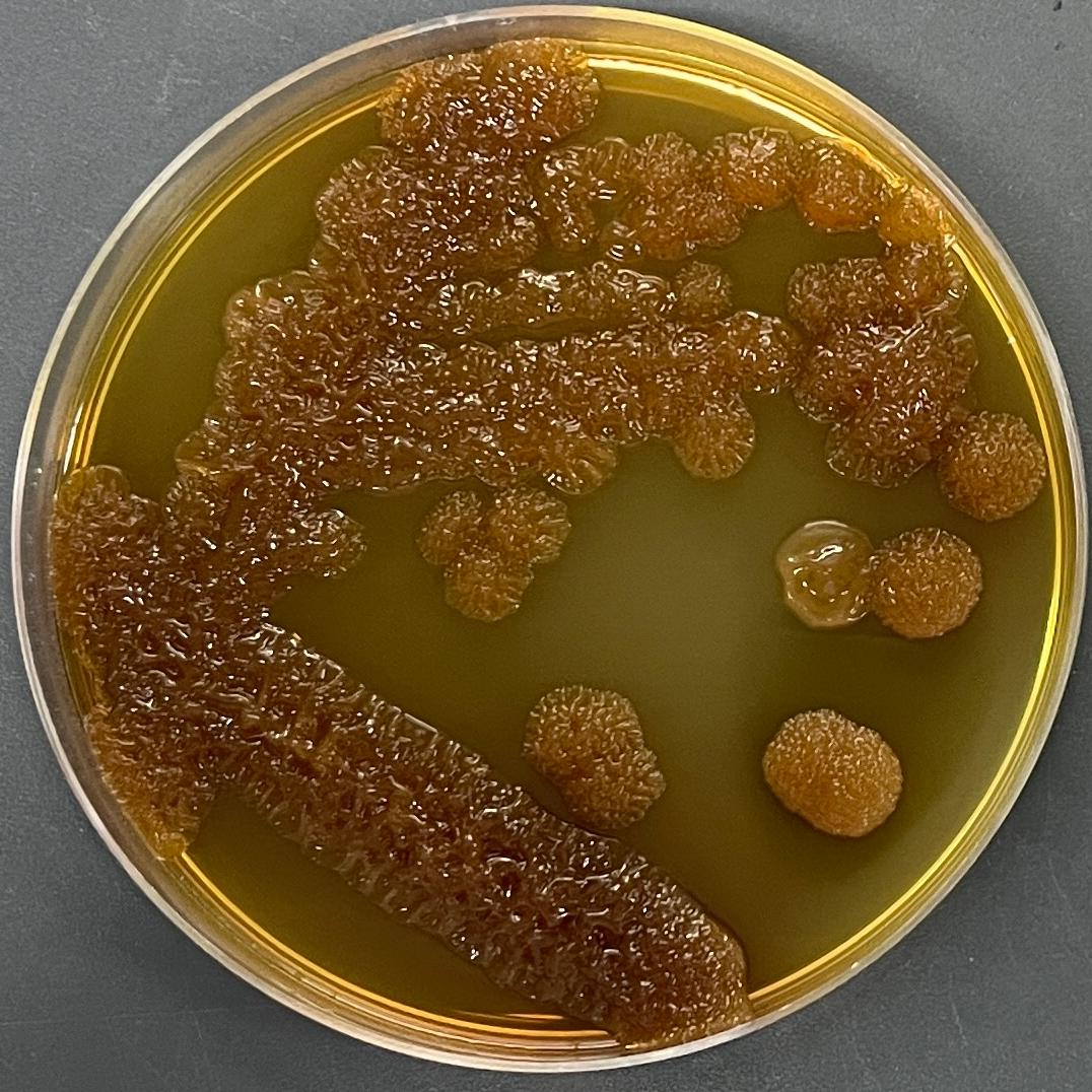 Wrinkled Marseille bacteria-BNCC