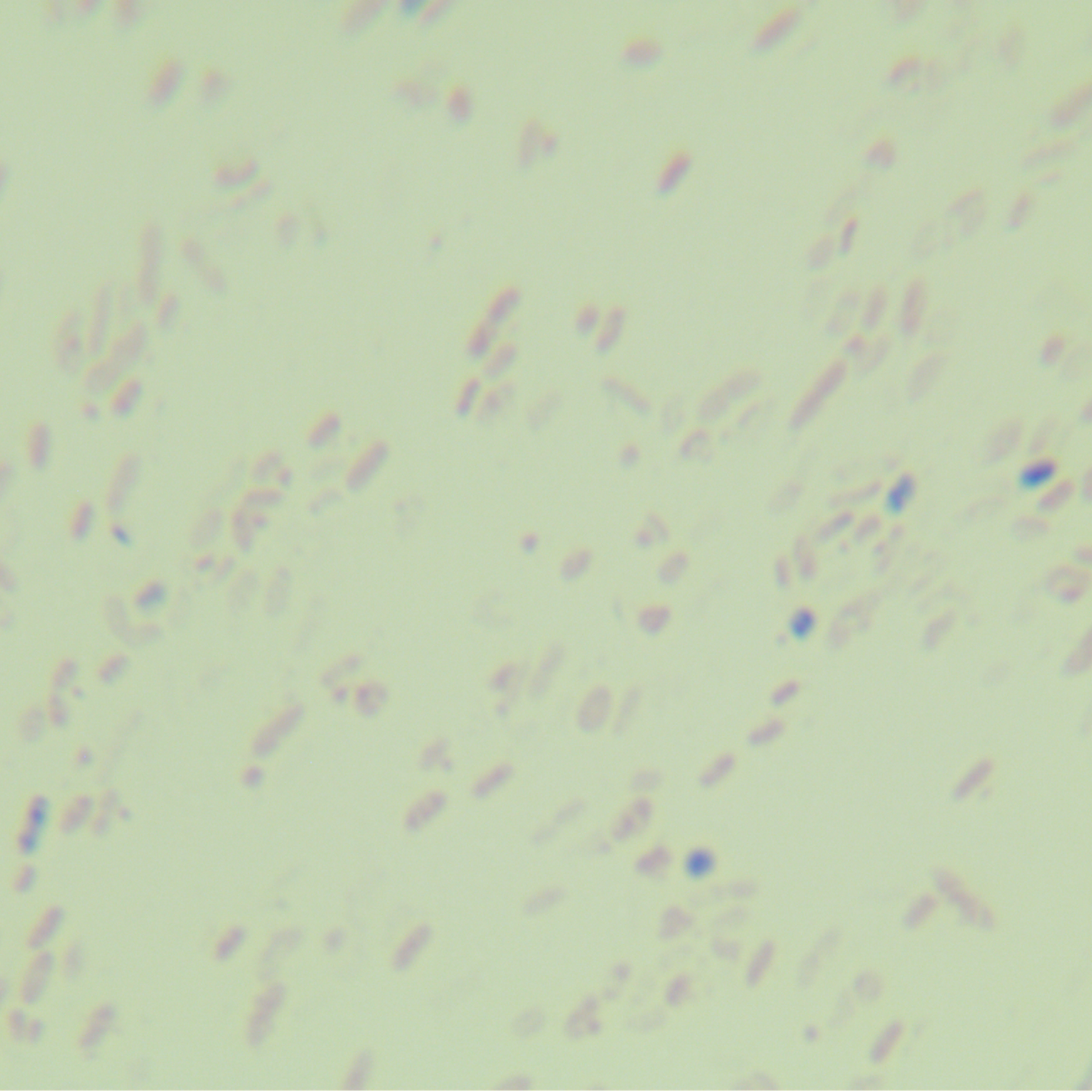 Wrinkled Marseille bacteria-BNCC