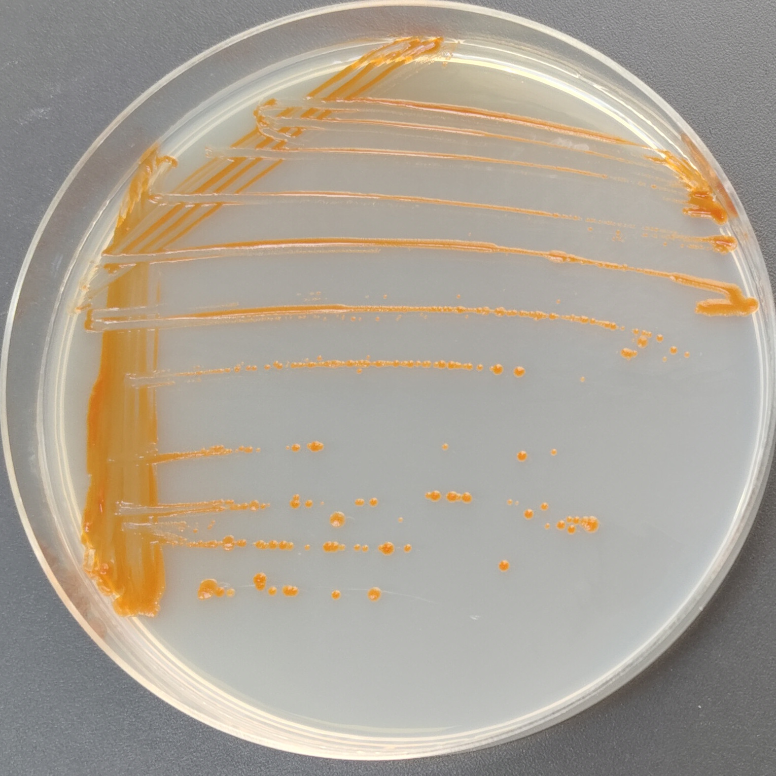 Near arc-shaped short wave bacteria-BNCC