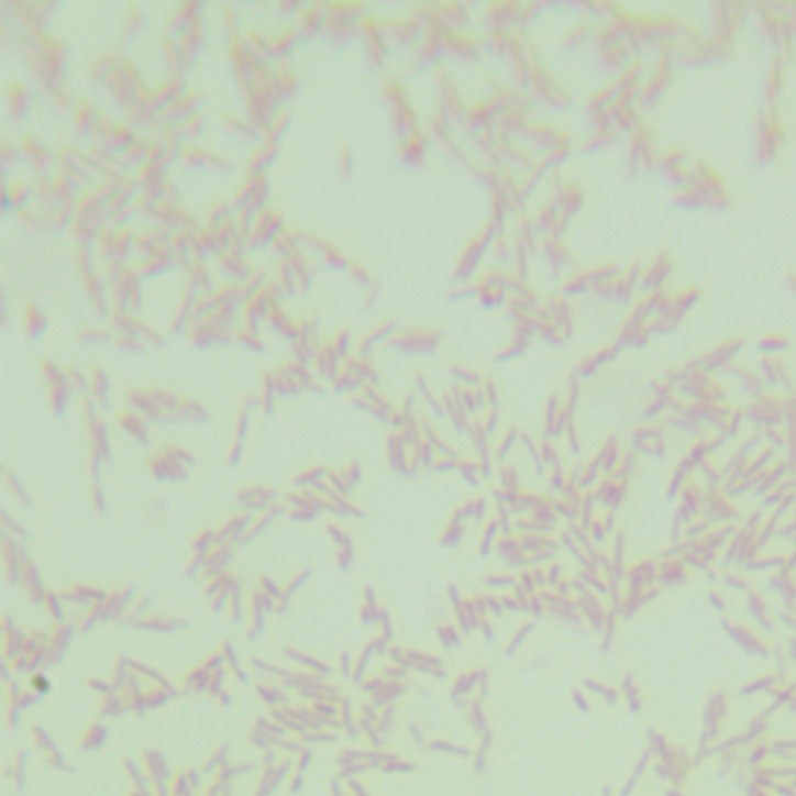 Near arc-shaped short wave bacteria-BNCC